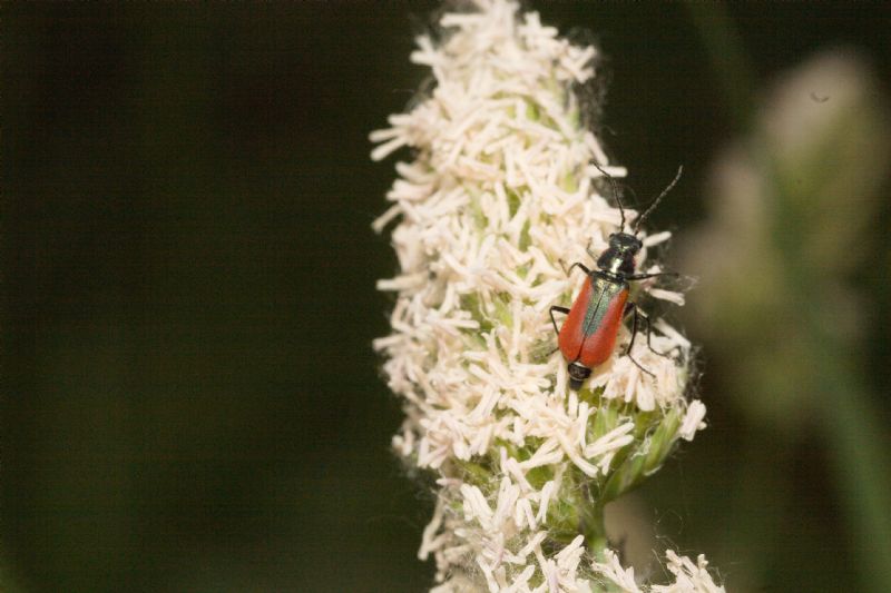 Malachiidae da identificare